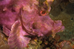 Tentakel-Schluckspecht2