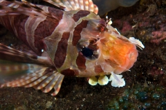 Zebra-Zwergfeuerfisch2