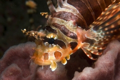 Zebra-Zwergfeuerfisch3