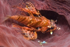 Zebra-ZwergfeuerfischiSchwamm