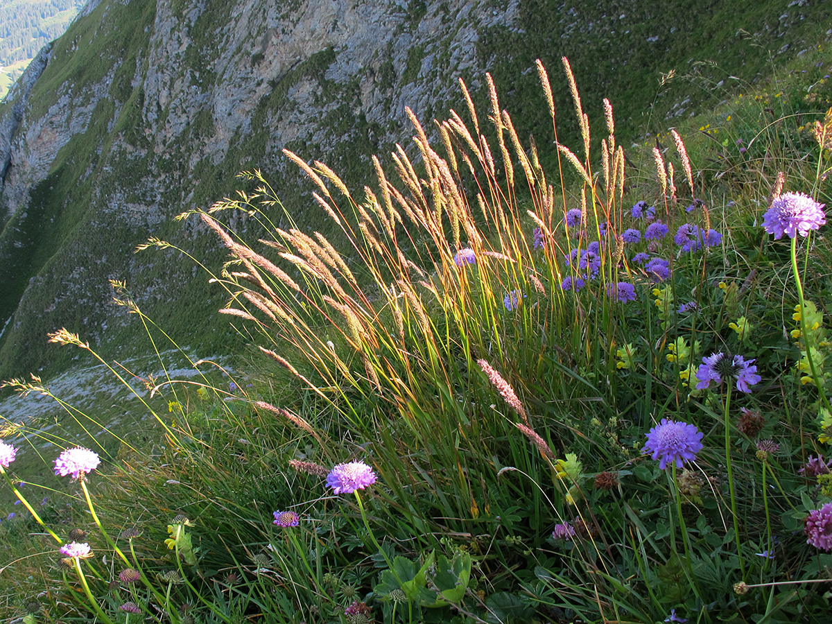 H93 20110818_Gantrisch-Flora15-WEB