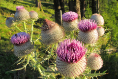H6 20110817_Gantrisch-Distel-WEB
