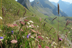 H94 20110818_Gantrisch-Flora-WEB