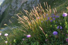 H93 20110818_Gantrisch-Flora15-WEB