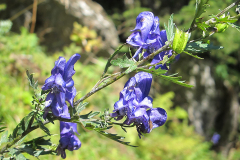 a8 Allmenalp Max Flora WEB