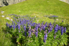 l2 Leukerbad-Blumenwiese-WEB