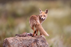 G95 Fuchs-X_23I2614