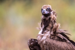 N1 Mönchsgeier-X_23I2653