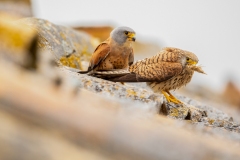 W1 Rötelfalke-X_87A0657