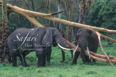 y1 Safari-Elefanten_IMG-120-