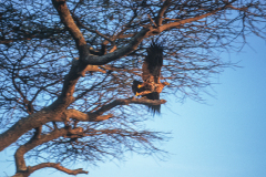 y99 Safari-Adler_IMG-087-