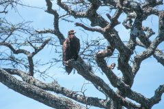 y6  Safari-Afrika-Adler_IMG-067-