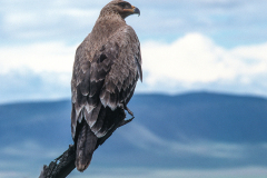y7 Safari-Afrika-Adler_IMG-075-