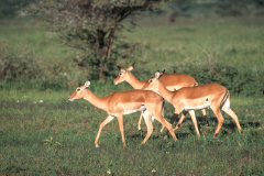 z3 Safari-Antilopeh_IMG-118-