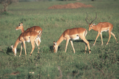 z1 Safari-Antilopen_IMG-124-