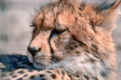 z6 Safari-Gebhard
