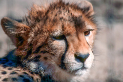 z7 Safari-Gebhard1
