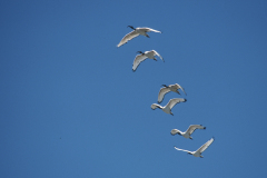 y91 Safari-Ibis_IMG-113-