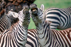 y41 Safari-Zebras