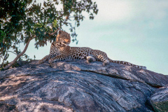 z9 Safari-Leopard