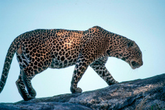z93 Safari-Leopard1