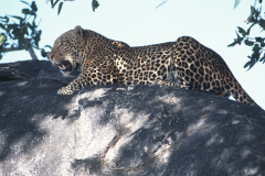 z92 Safari-Leopard_IMG-102-