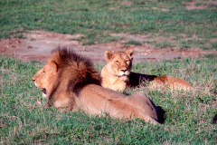 y42 Safari-Lowen